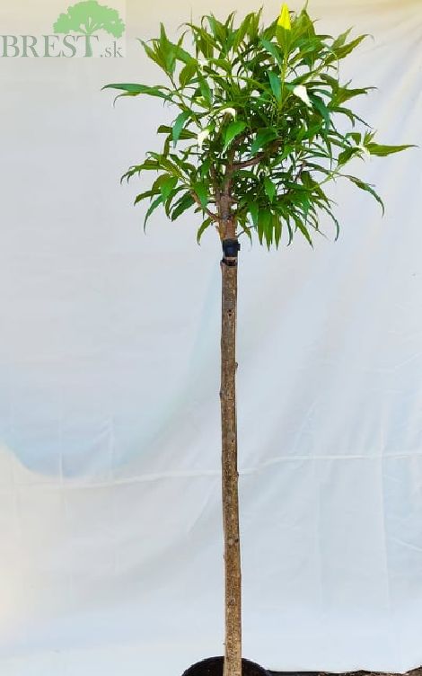 Pink chitalpa 120cm